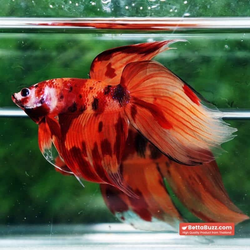 Betta fish Blaze Burn Fier VT - Image 7