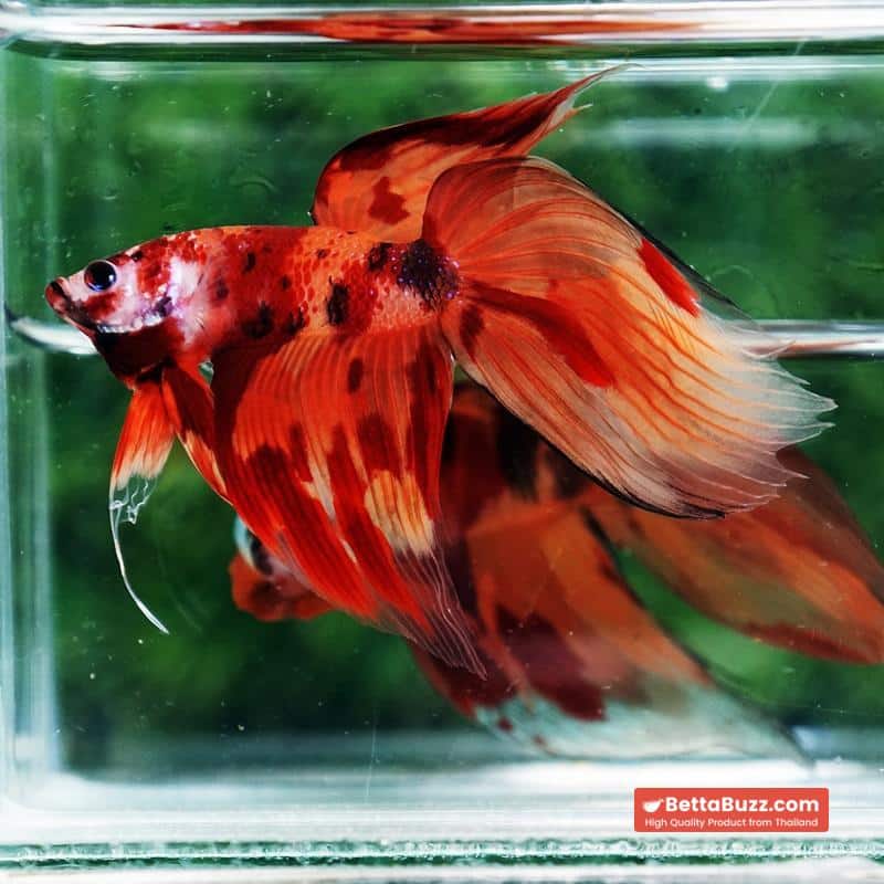 Betta fish Blaze Burn Fier VT - Image 3