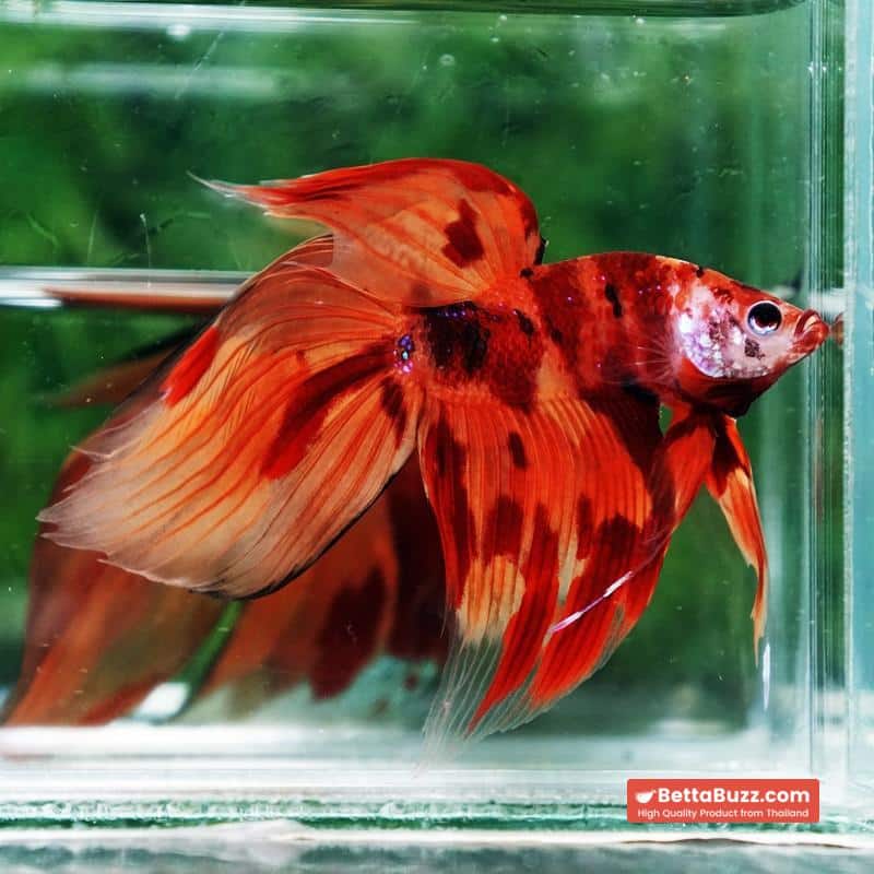 Betta fish Blaze Burn Fier VT - Image 4