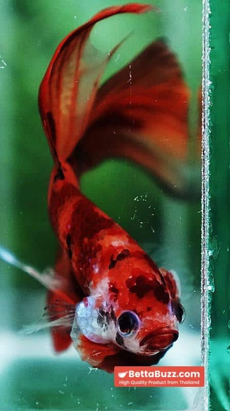 Betta fish Blaze Burn Fier VT - Image 8