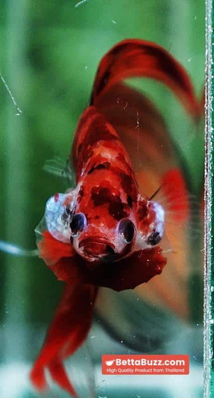 Betta fish Blaze Burn Fier VT - Image 9