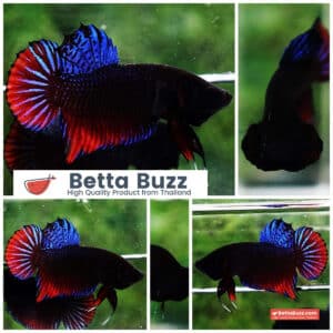 Betta Spenders Regans