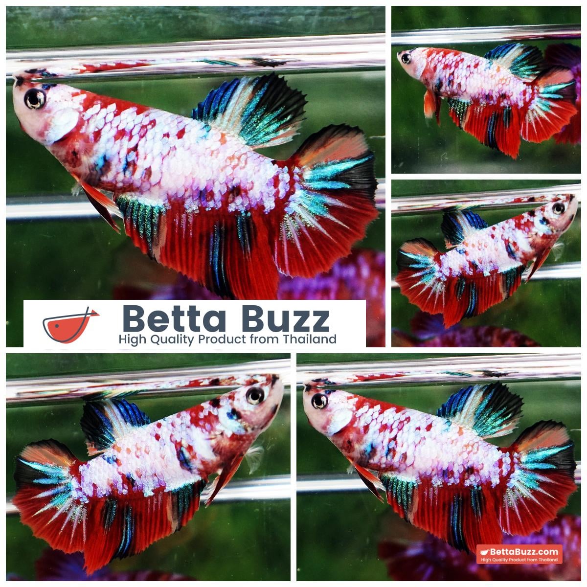 Betta fish Female HM Fancy Multicolor Galaxy
