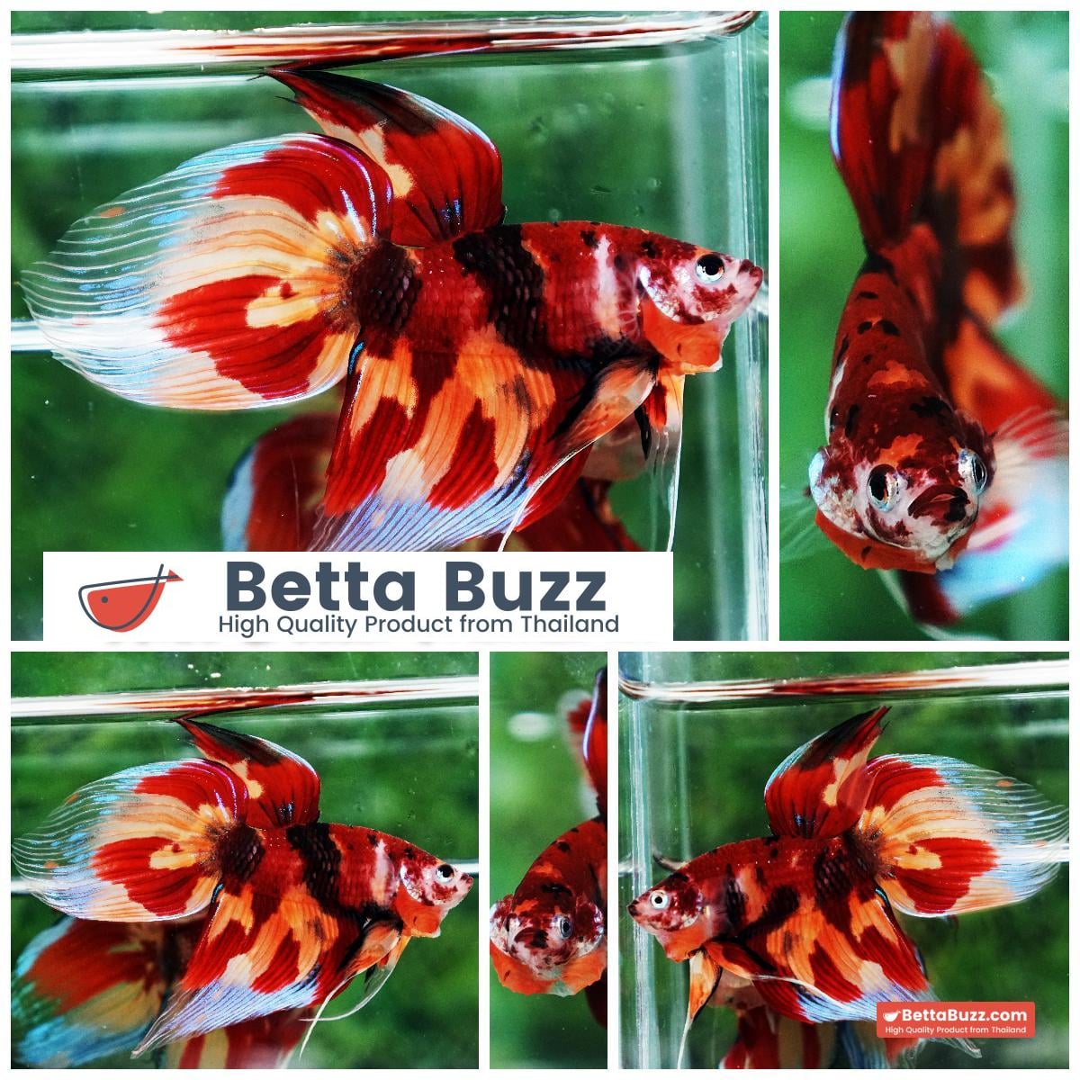 Betta fish Blaze Burn Nemo (VT)