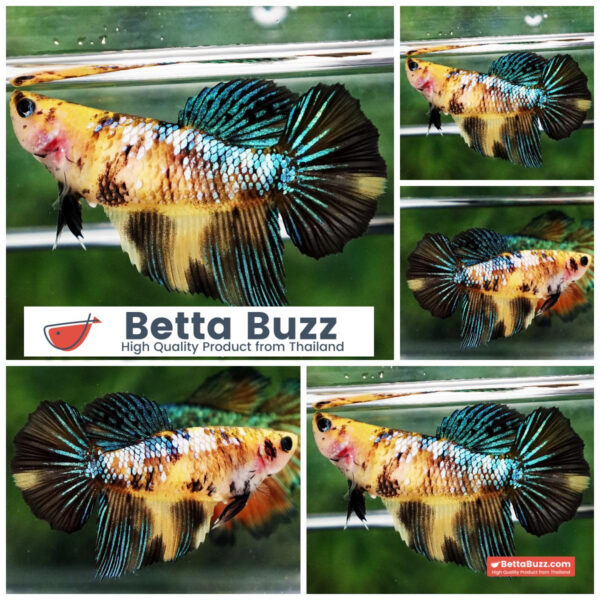 Betta fish Female Fancy Tiger Star (HM)