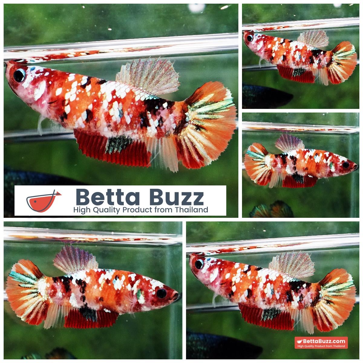 Betta fish Female Nemo Copper Galaxy (HMPK)