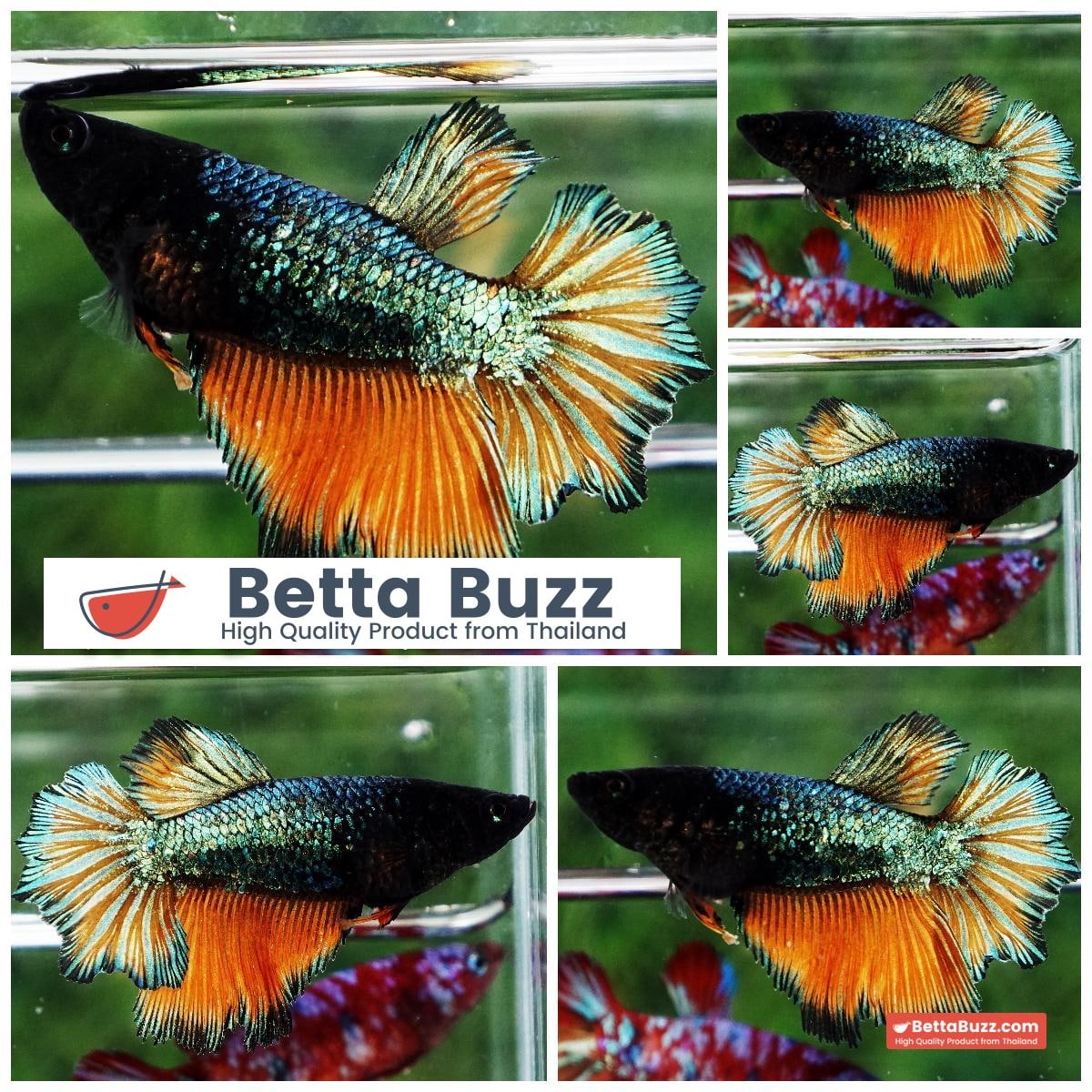 Betta fish Female Green Emerald Mustard Gas (HM)