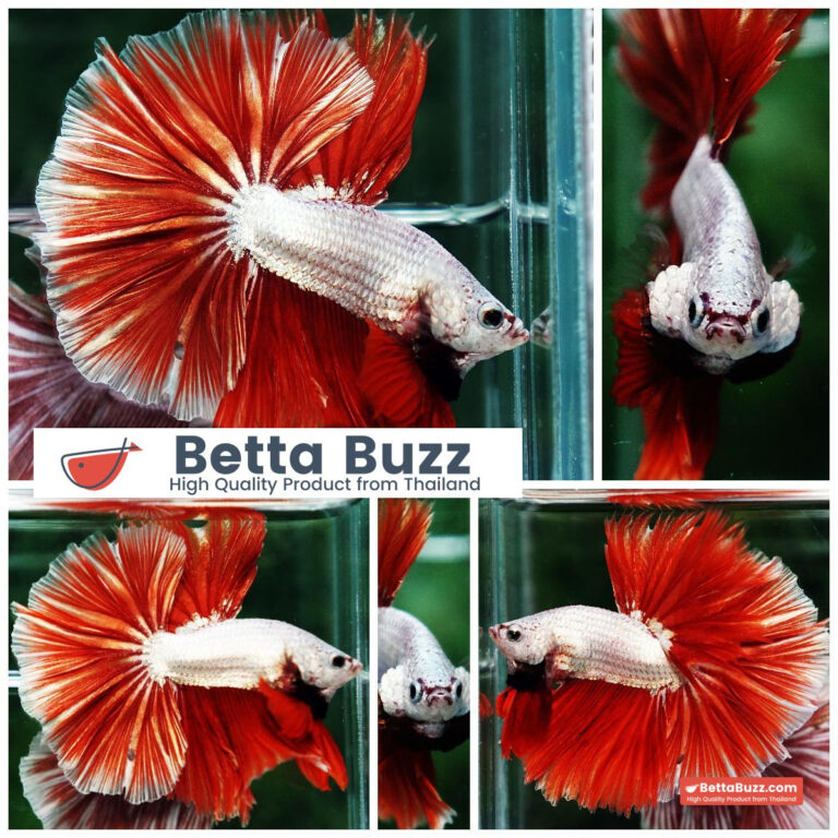 Betta fish Red Gold Dragon Sky Hawk OHM