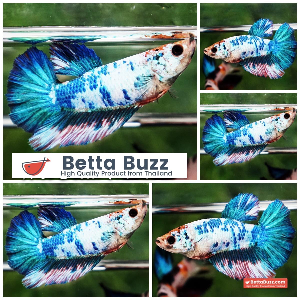 Betta fish Female Green Frozen HM