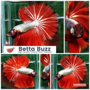 Betta fish Silver On Fire Dragon Sky Hawk OHM