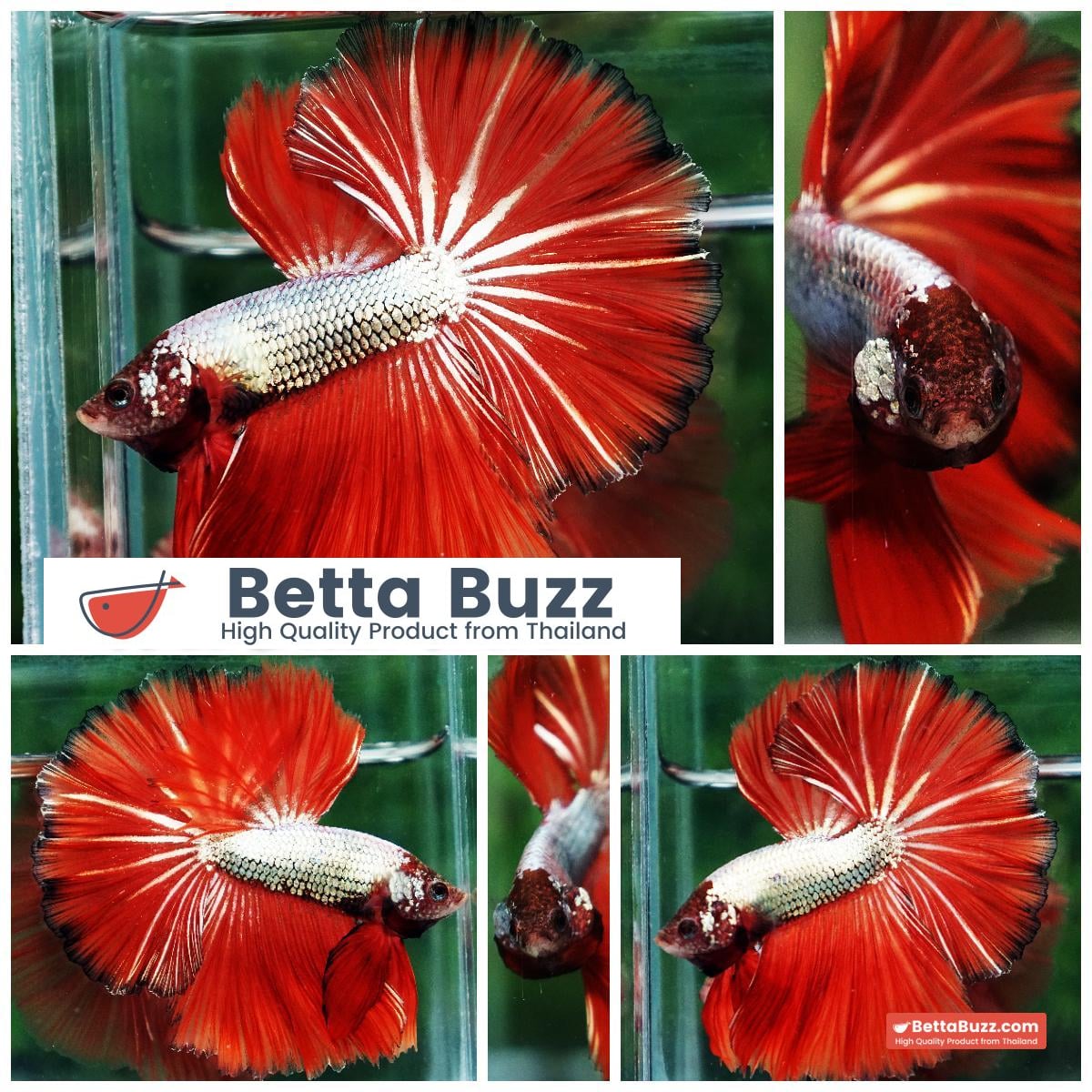 Betta fish Silver On Fire Dragon Sky Hawk OHM