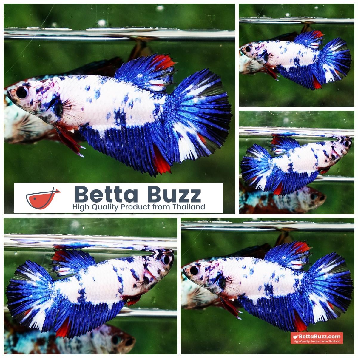 Betta fish Female HM Fancy Captian America
