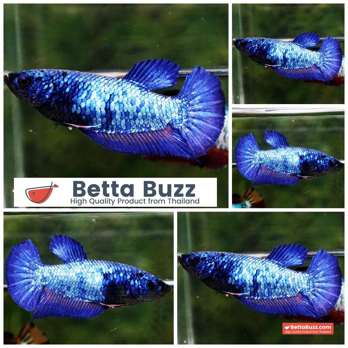 Betta fish Female Blue Supphire Dragon HMPK