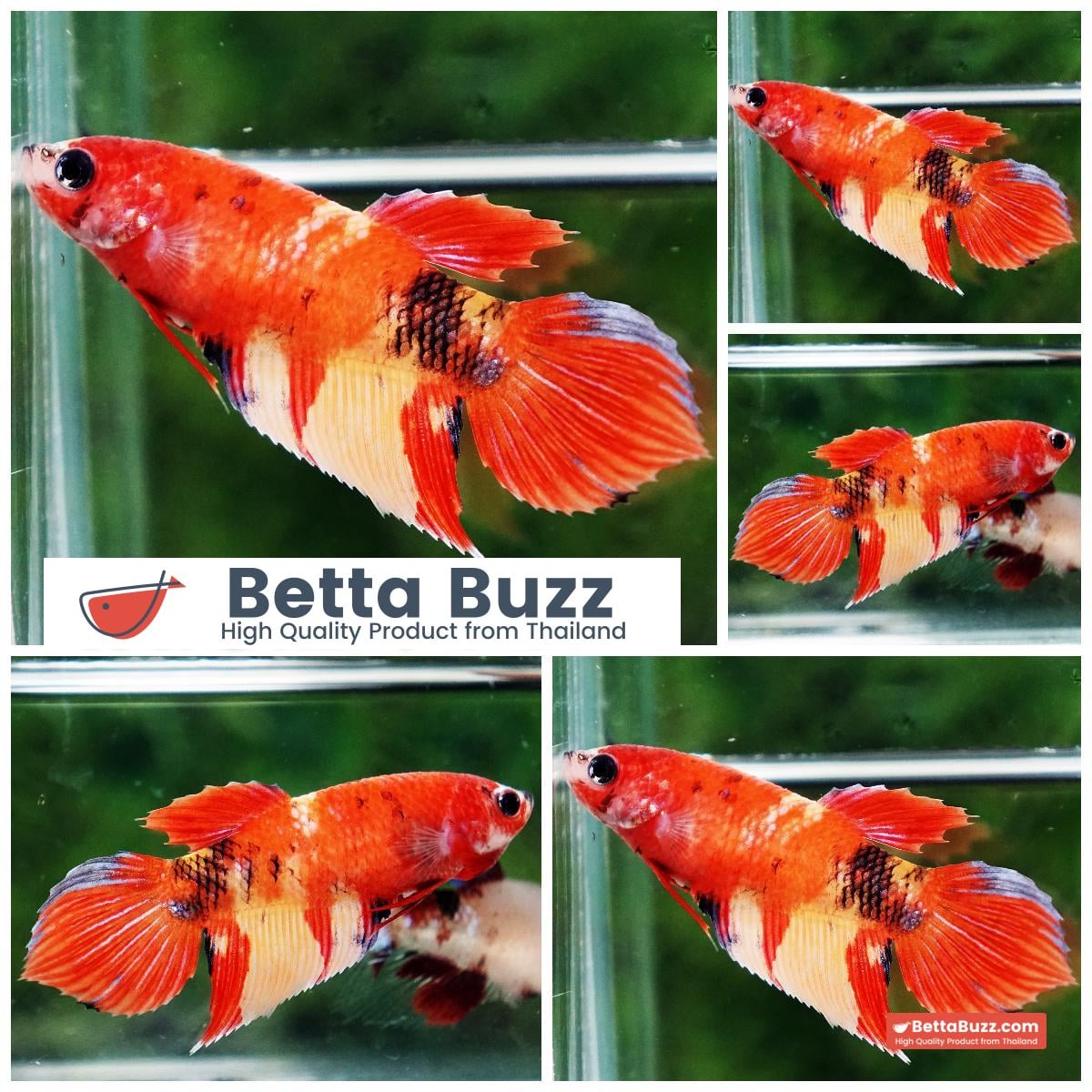 Betta fish Female Phoenix Blaze Burn On Fire VT
