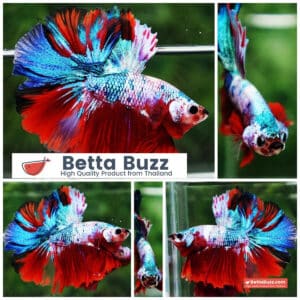 Betta fish Fancy Red Multicolors OHM