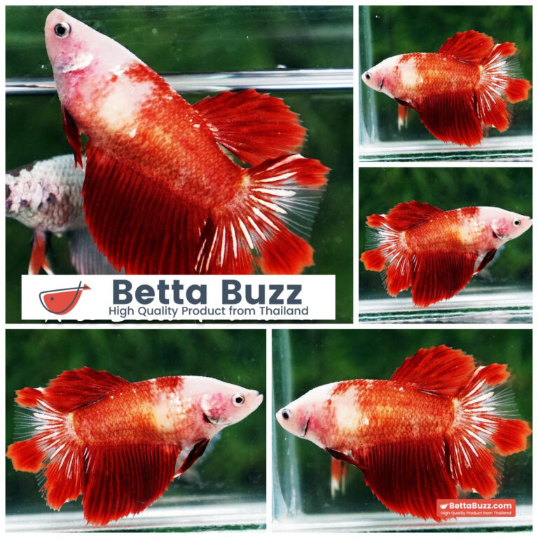 Betta fish Female Red Star Koi HM