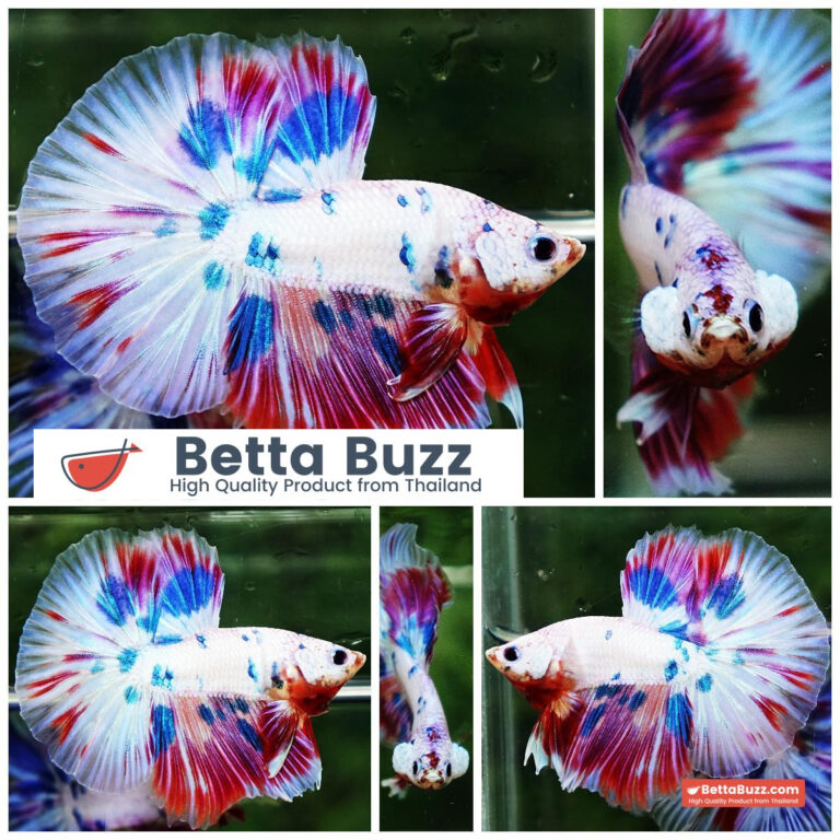 Betta fish Magical Pink Blue Marble HM