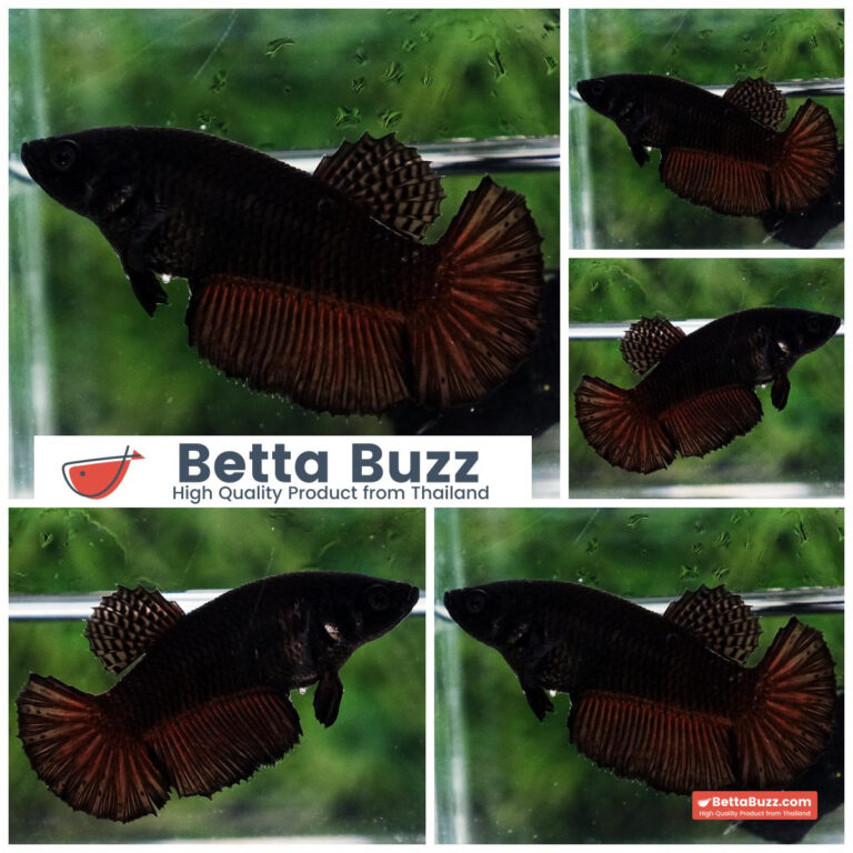 Betta fish Female Super Black HM