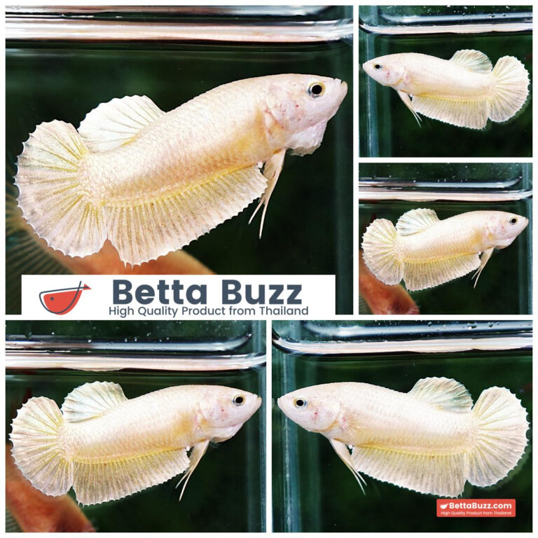 Betta fish Female Super Gold HMPK