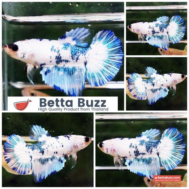 Betta fish Female Blue Marble HM