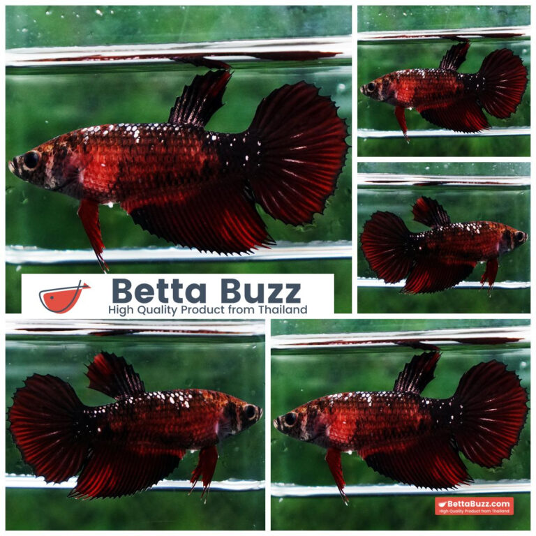 Betta fish Female Vampire Warriors HM