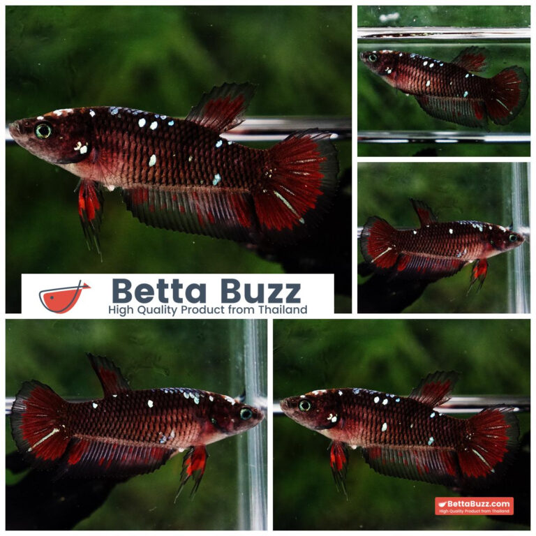 Betta fish Female Vampire Warriors Star HM