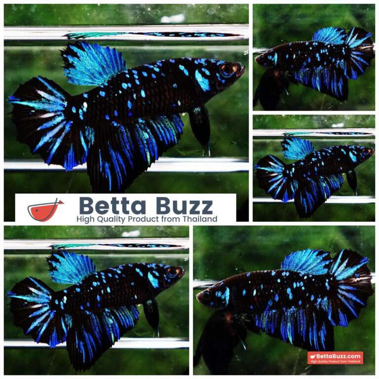 Betta fish Queen Blue Black Star Avatar HM