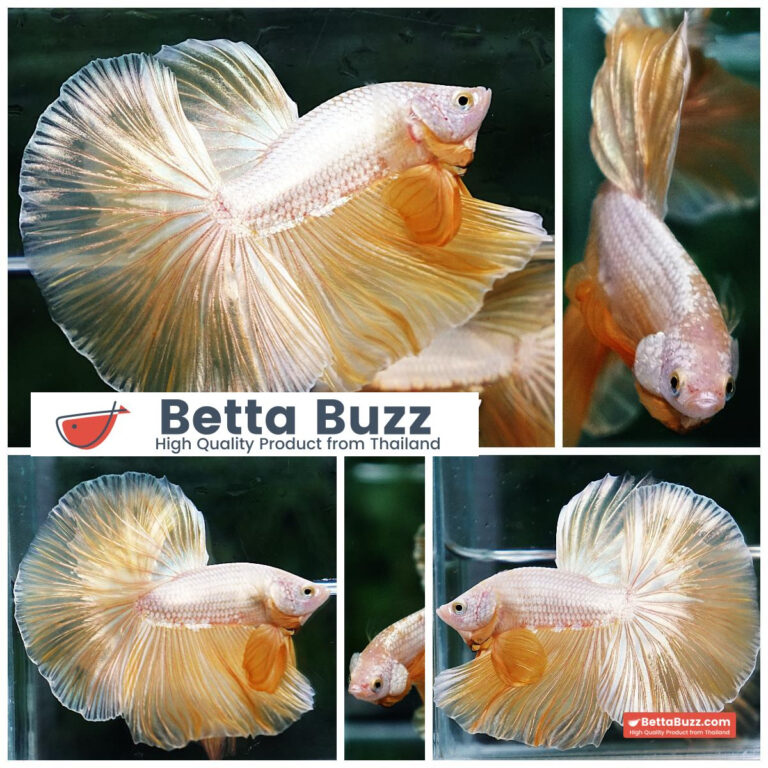 Betta fish Prince of Super Gold Dragon HM