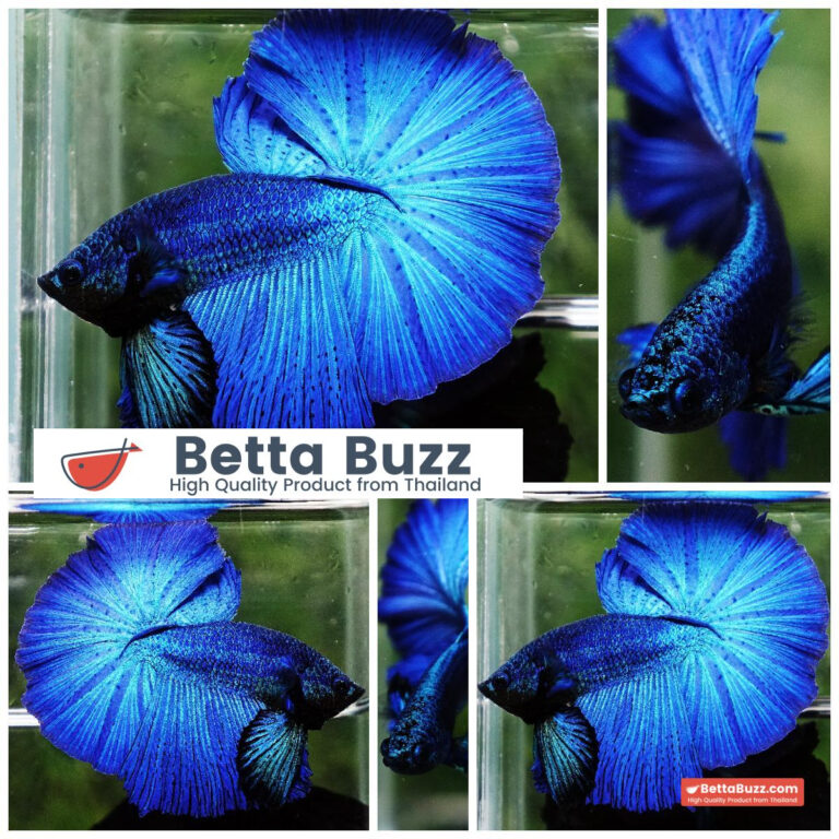 Betta fish Turquoise Classic OHM