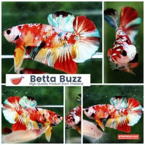 Betta fish Candy Nemo Koi Galaxy Yellow base HMPK