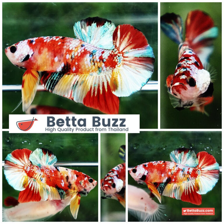 Betta fish Candy Nemo Koi Galaxy Yellow base HMPK