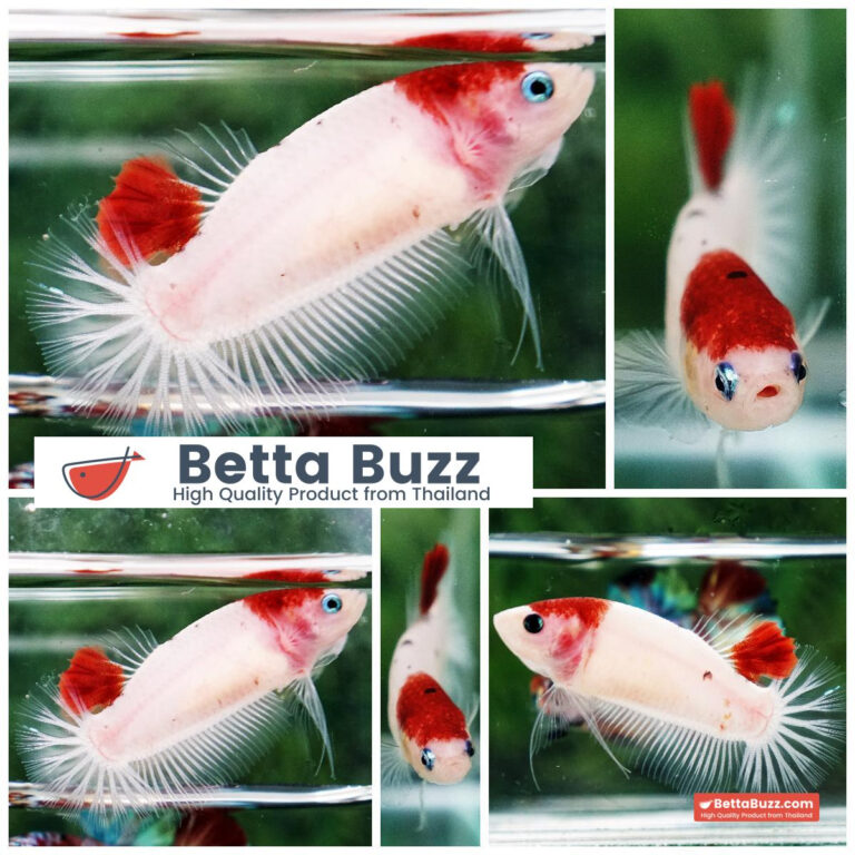 Betta fish Lady Boy Tancho Koi HMPK