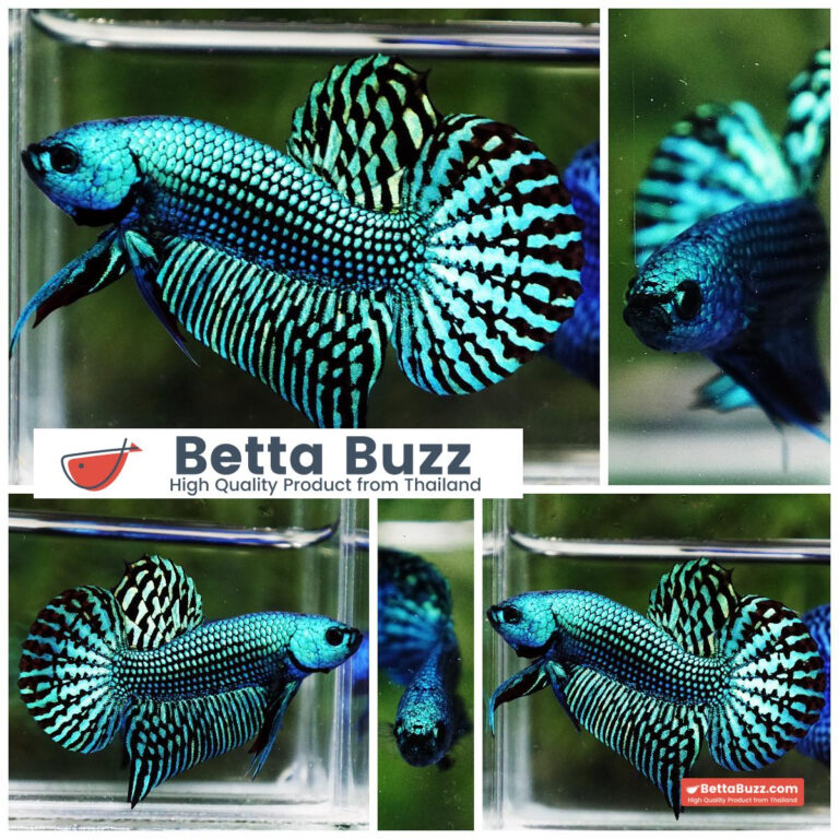 Wild Betta fish Hybrid Green Alien