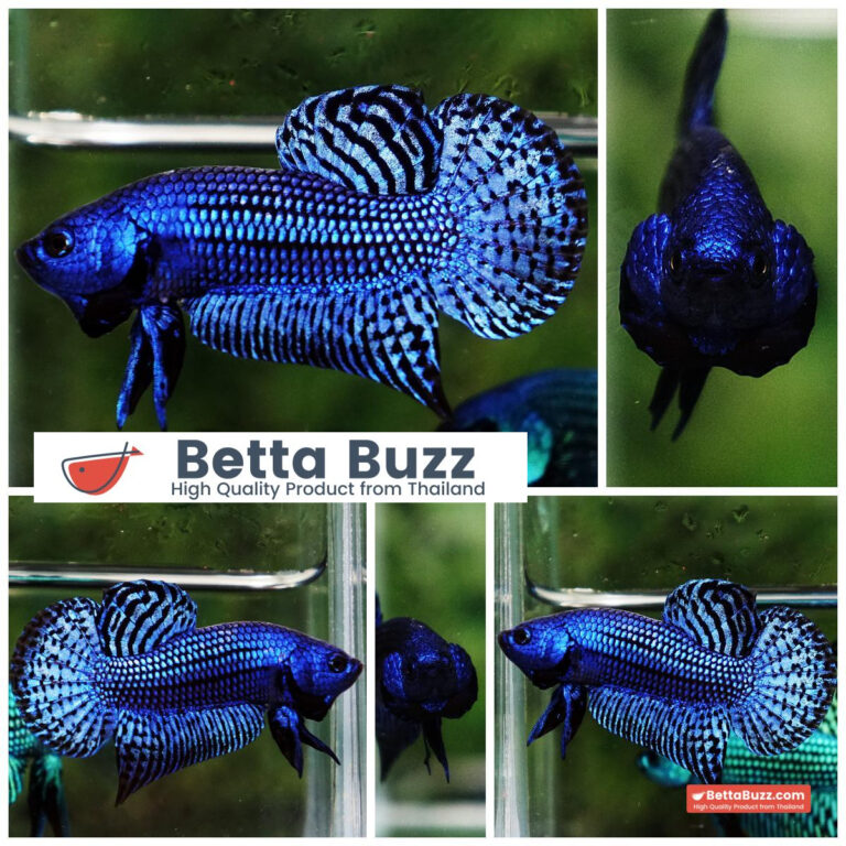 Wild betta fish Hybrid Blue Alien