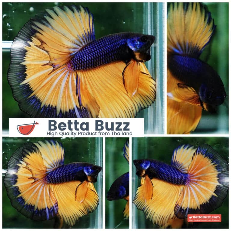 Betta fish Purple Mustard Gas Black Ring HM