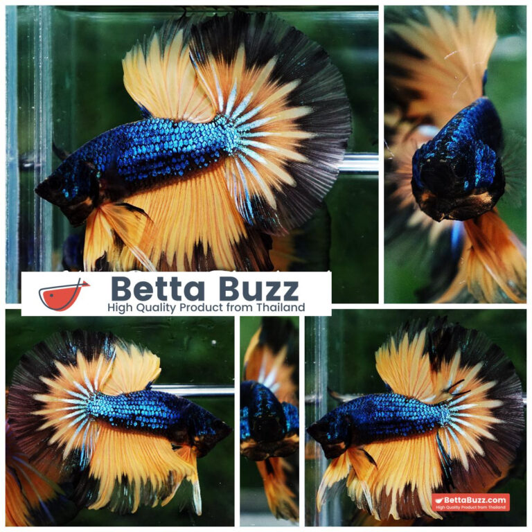 Betta fish Blue Mustard Gas Black Ring HM