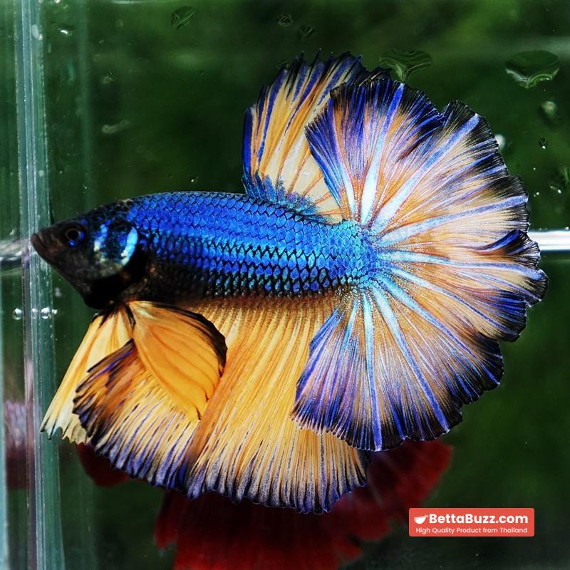Betta fish Blue Dragon Mustard Gas Rosetail OHM - Image 4
