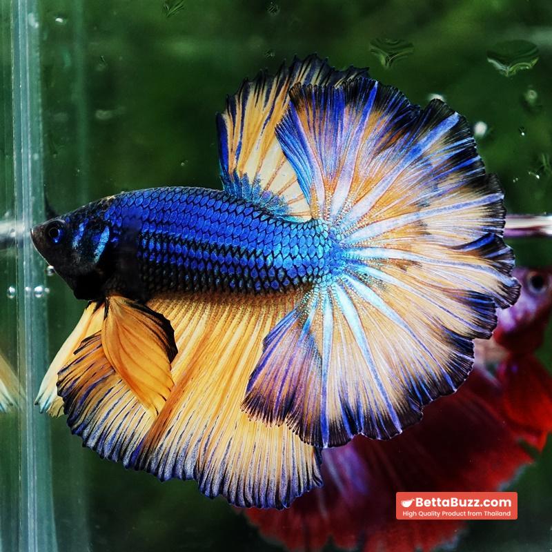 Betta fish Blue Dragon Mustard Gas Rosetail OHM - Image 2
