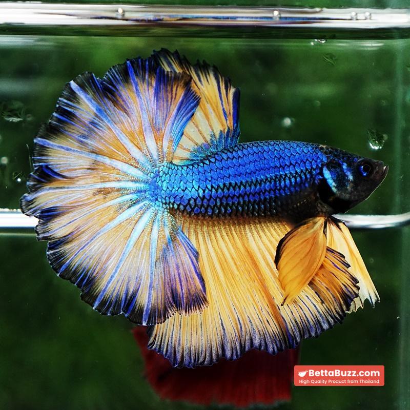 Betta fish Blue Dragon Mustard Gas Rosetail OHM - Image 3