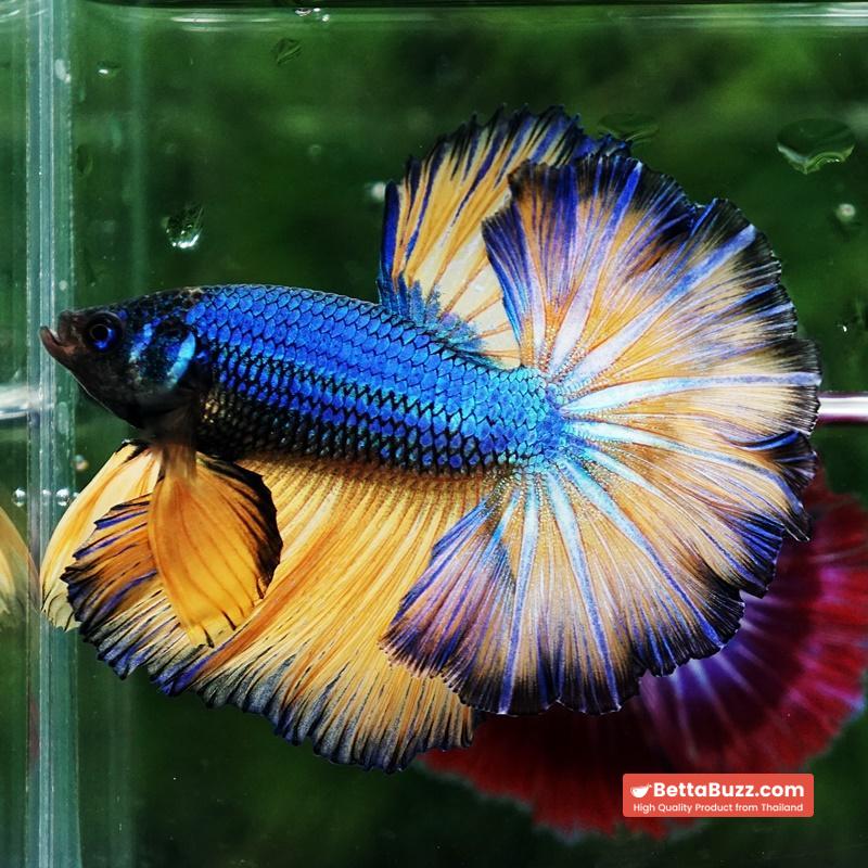 Betta fish Blue Dragon Mustard Gas Rosetail OHM - Image 5