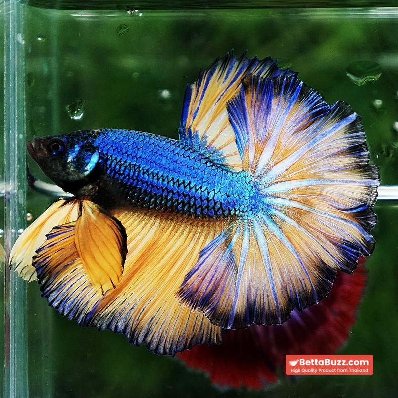Betta fish Blue Dragon Mustard Gas Rosetail OHM - Image 6