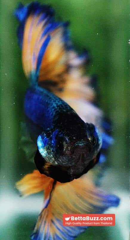 Betta fish Blue Dragon Mustard Gas Rosetail OHM - Image 7