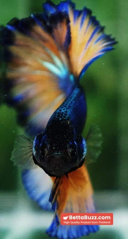 Betta fish Blue Dragon Mustard Gas Rosetail OHM - Image 8