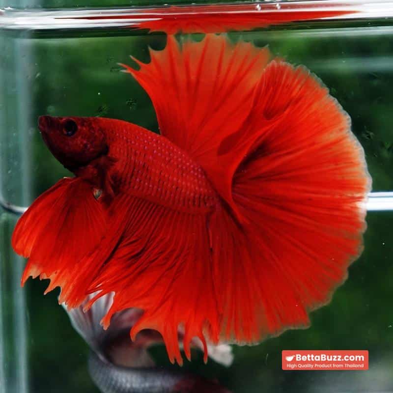 Betta fish Blood Red Black Evil Spot Sky Hawk OHM - Image 4