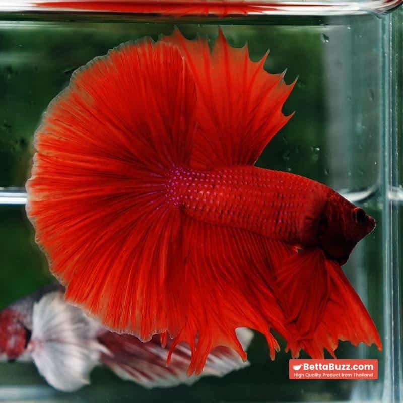 Betta fish Blood Red Black Evil Spot Sky Hawk OHM - Image 3
