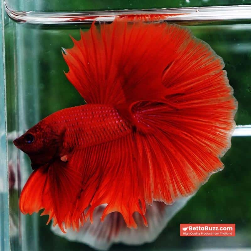 Betta fish Blood Red Black Evil Spot Sky Hawk OHM - Image 2