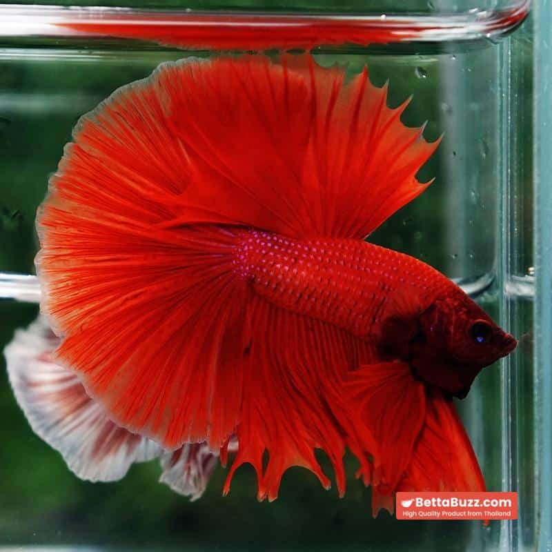 Betta fish Blood Red Black Evil Spot Sky Hawk OHM - Image 5