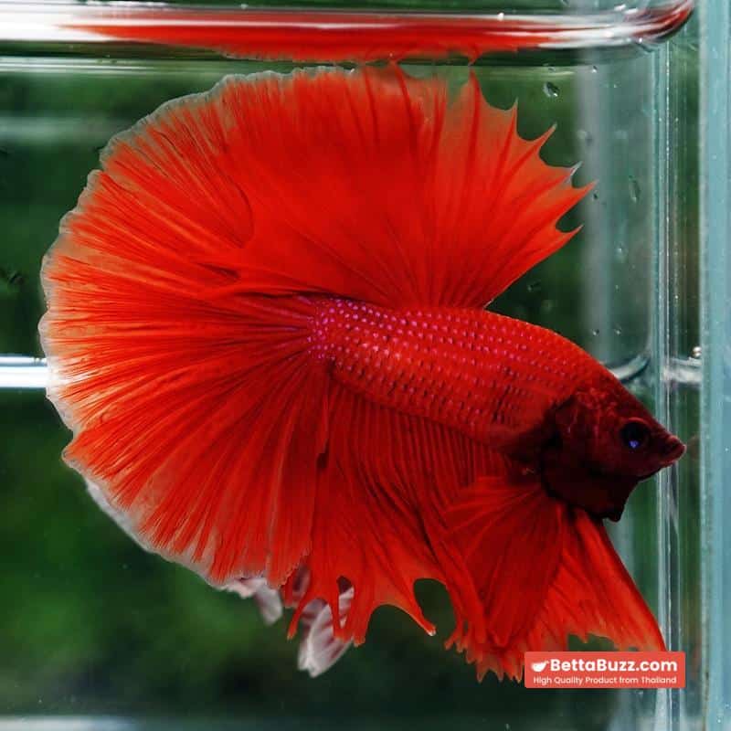 Betta fish Blood Red Black Evil Spot Sky Hawk OHM - Image 6