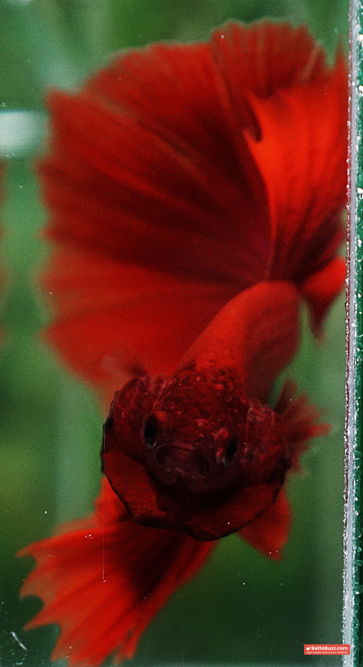Betta fish Blood Red Black Evil Spot Sky Hawk OHM - Image 7