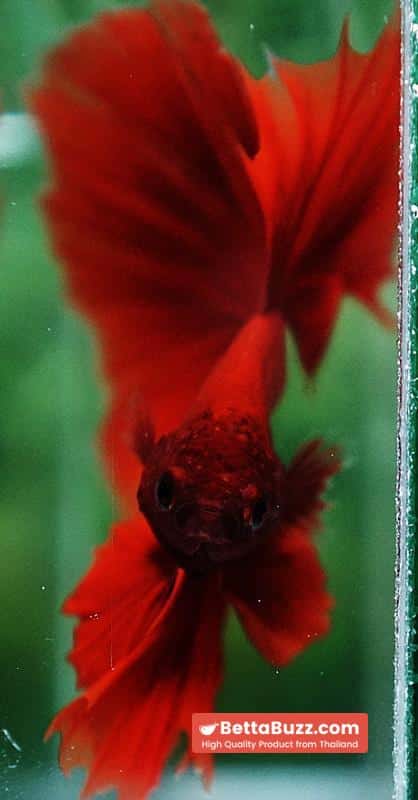 Betta fish Blood Red Black Evil Spot Sky Hawk OHM - Image 8